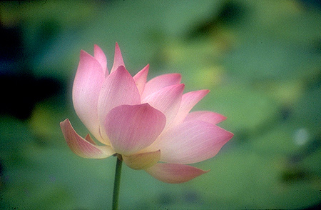 lotus06